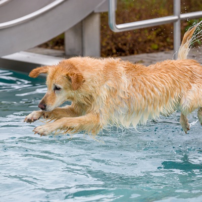 Hund-im-Freibad-IMG_2552_LR_6D-MKII.jpg
