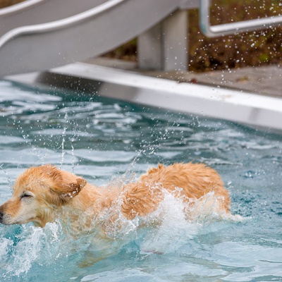 Hund-im-Freibad-IMG_2553_LR_6D-MKII.jpg