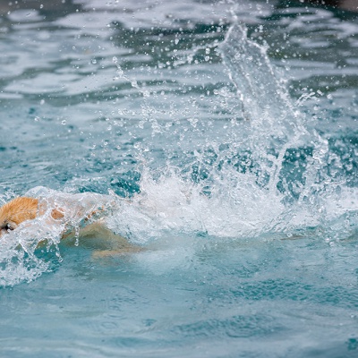 Hund-im-Freibad-IMG_2555_LR_6D-MKII.jpg