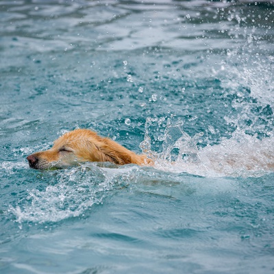 Hund-im-Freibad-IMG_2556_LR_6D-MKII.jpg