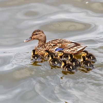 Natur-IMG_4671_LR_70D.jpg