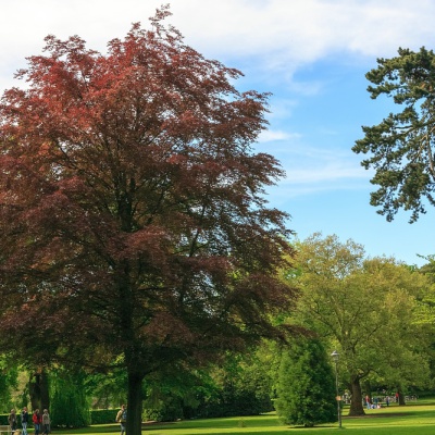 Botanischer-Garten-Muenster-IMG_9399_DxO_LR_40D.jpg