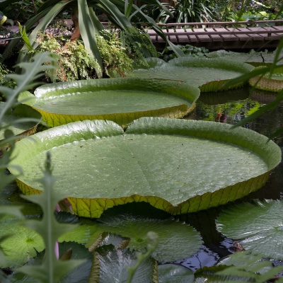 Botanischer-Garten-Muenster-IMG_9401_DxO_LR_40D.jpg