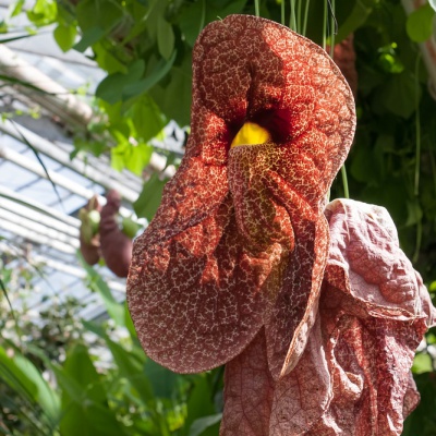 Botanischer-Garten-Muenster-IMG_9402_DxO_LR_40D.jpg