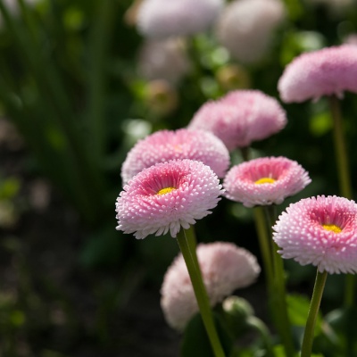 Botanischer-Garten-Muenster-IMG_9413_DxO_LR_40D.jpg