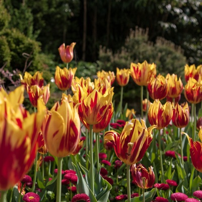 Botanischer-Garten-Muenster-IMG_9418_DxO_LR_40D.jpg