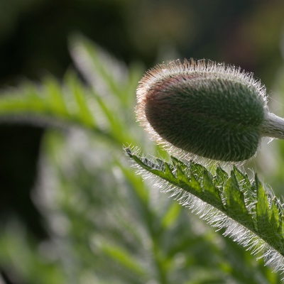 Botanischer-Garten-Muenster-IMG_9419_DxO_LR_40D.jpg