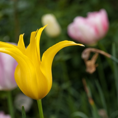 Botanischer-Garten-Muenster-IMG_9420_DxO_LR_40D.jpg