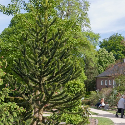Botanischer-Garten-Muenster-IMG_9421_DxO_LR_40D.jpg