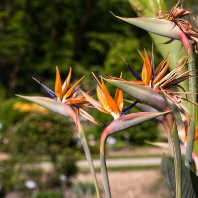 Botanischer-Garten-Muenster-IMG_9424_DxO_LR_40D.jpg