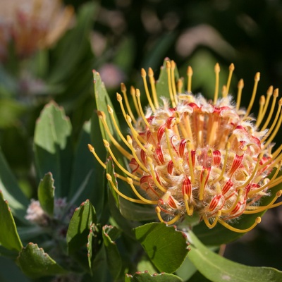 Botanischer-Garten-Muenster-IMG_9430_DxO_LR_40D.jpg