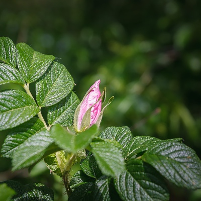 Muenster-Spring-IMG_2538_LR_40D.jpg