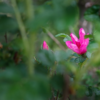 Muenster-Spring-IMG_2539_LR_40D.jpg