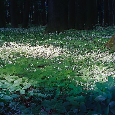 Muenster-Spring-IMG_2681_LR_40D.jpg