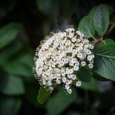 Muenster-Spring-IMG_4169_LR_40D.jpg