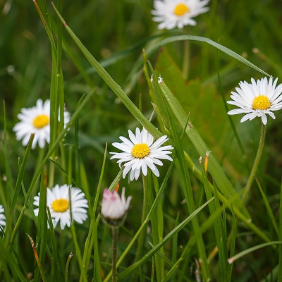 Muenster-Spring-IMG_4173_LR_40D.jpg