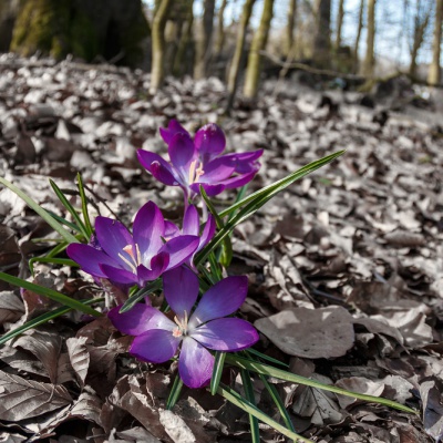 Spring-IMG_3892_LR_70D.jpg
