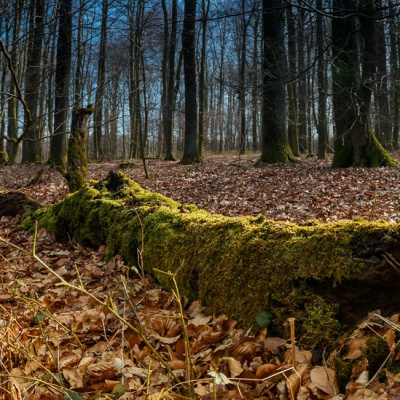 Spring-IMG_3905_LR_70D.jpg