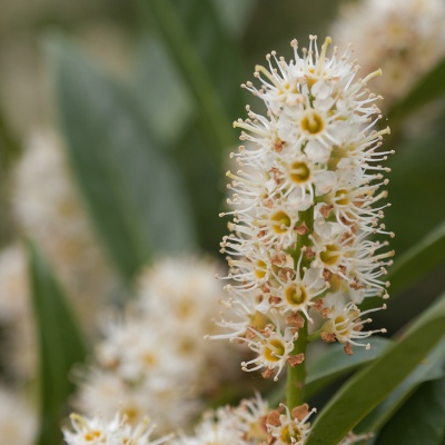 Spring-IMG_9327_DxO_LR_40D.jpg