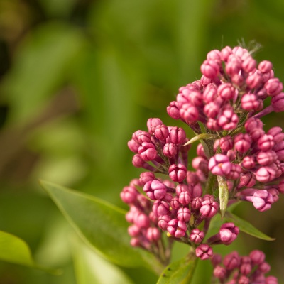 Spring-IMG_9328_DxO_LR_40D.jpg