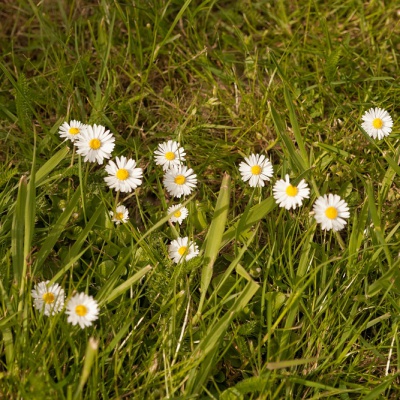 Spring-IMG_9331_DxO_LR_40D.jpg