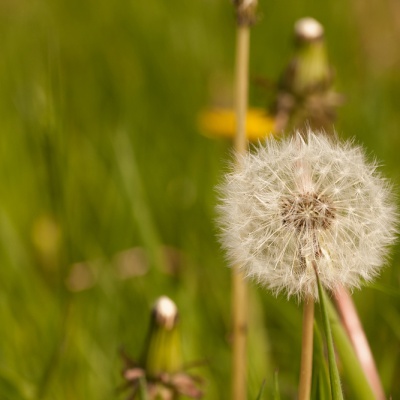 Spring-IMG_9334_DxO_LR_40D.jpg