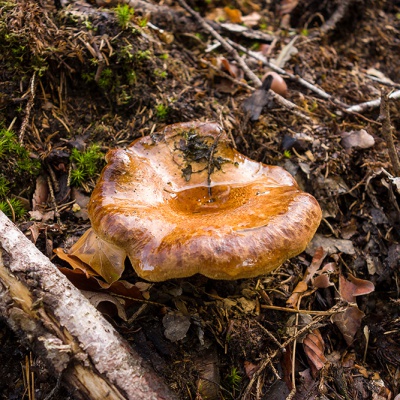 Herbst-DSC03614_LR_RX100.jpg