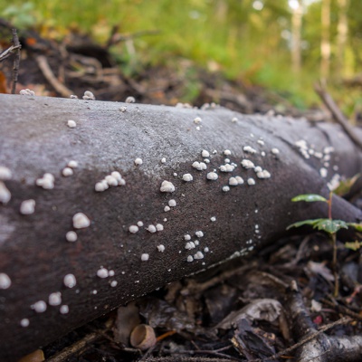 Herbst-DSC03615_LR_RX100.jpg