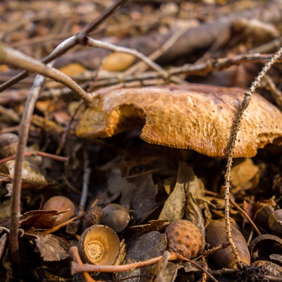 Herbst-DSC03617_LR_RX100.jpg