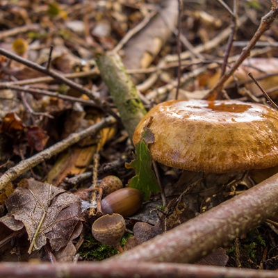 Herbst-DSC03618_LR_RX100.jpg