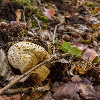 Herbst-DSC03627_LR_RX100.jpg