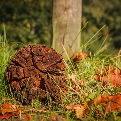 Herbst-IMG_0382_LR_40D.jpg
