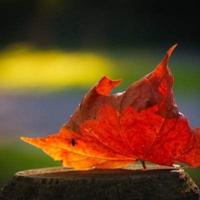 Herbst-IMG_0383_LR_40D.jpg
