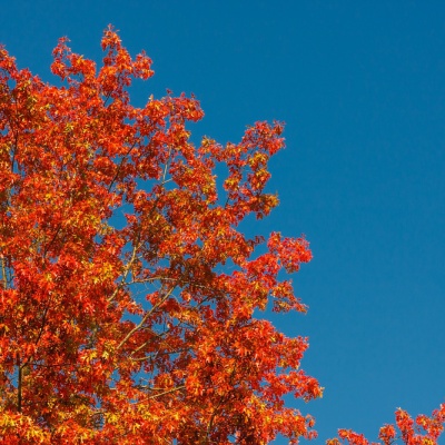 Herbst-IMG_0399_LR_40D.jpg