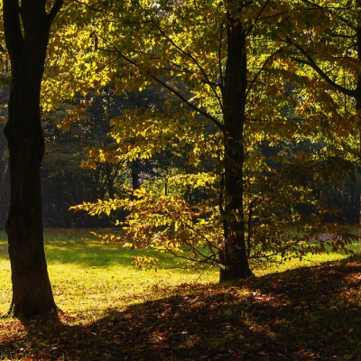 Herbst-IMG_0405_LR_40D.jpg