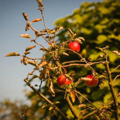 Herbst-IMG_0411_LR_40D.jpg