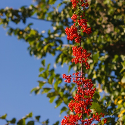 Herbst-IMG_0420_LR_40D.jpg