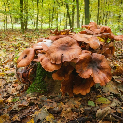 Herbst-IMG_0436_LR_40D.jpg