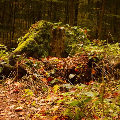 Herbst-IMG_0443_LR_40D.jpg