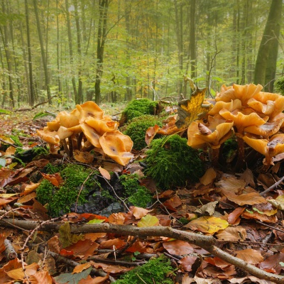 Herbst-IMG_0445_LR_40D.jpg