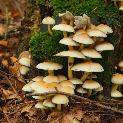 Herbst-IMG_0449_LR_40D.jpg