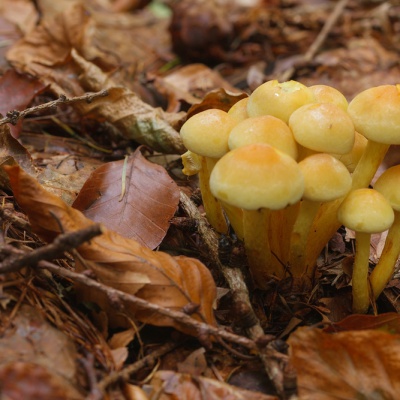 Herbst-IMG_0450_LR_40D.jpg
