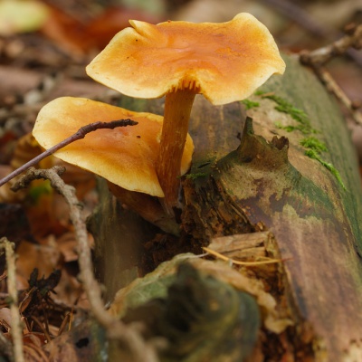 Herbst-IMG_0452_LR_40D.jpg