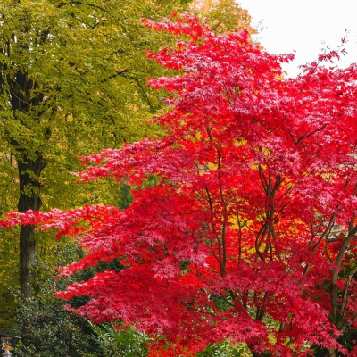 Herbst-IMG_0454_LR_40D.jpg