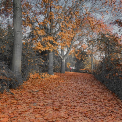 Herbst-IMG_0492_LR_40D-2.jpg