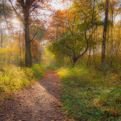 Herbst-IMG_0504_LR_40D.jpg