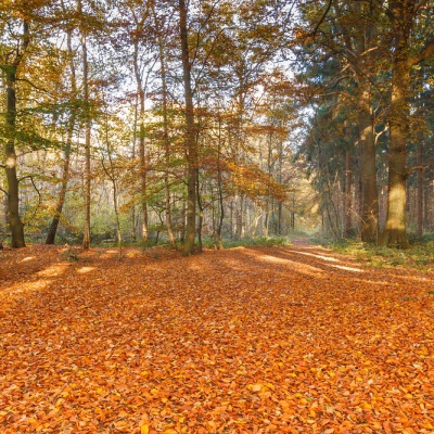 Herbst-IMG_0511_LR_40D.jpg