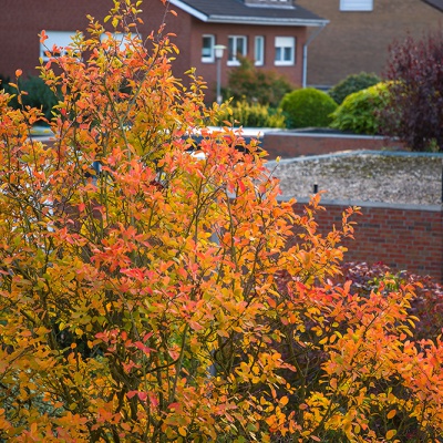 Herbst-IMG_2566_LR_6D-MKII.jpg