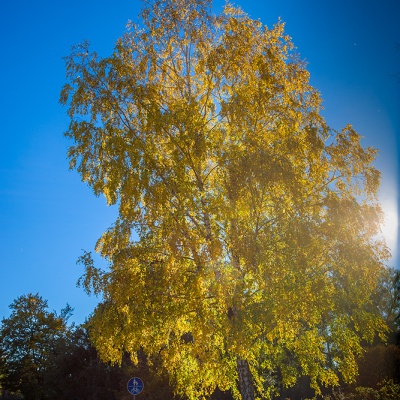 Herbst-IMG_2580_LR_6D-MKII.jpg