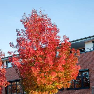 Herbst-IMG_2617_LR_6D-MKII.jpg